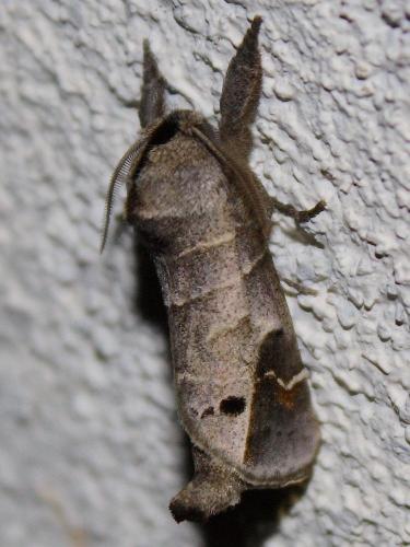 Réf. 227 441 : Clostera anachoreta